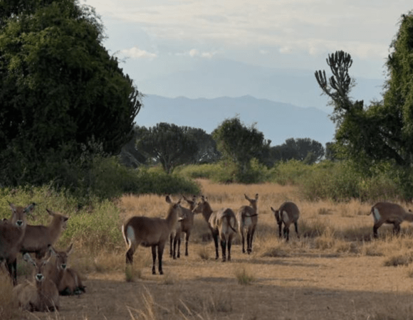 Lake Mburo National Park