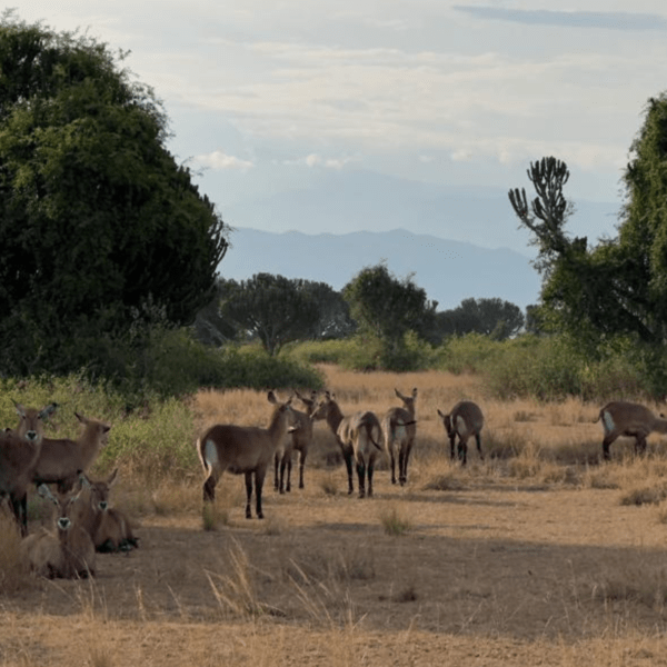 Lake Mburo National Park