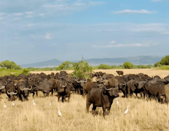 Wildebeests