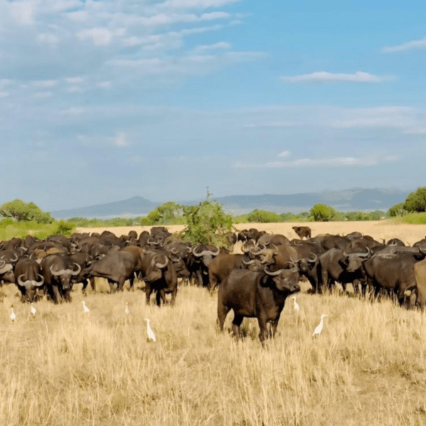Wildebeests